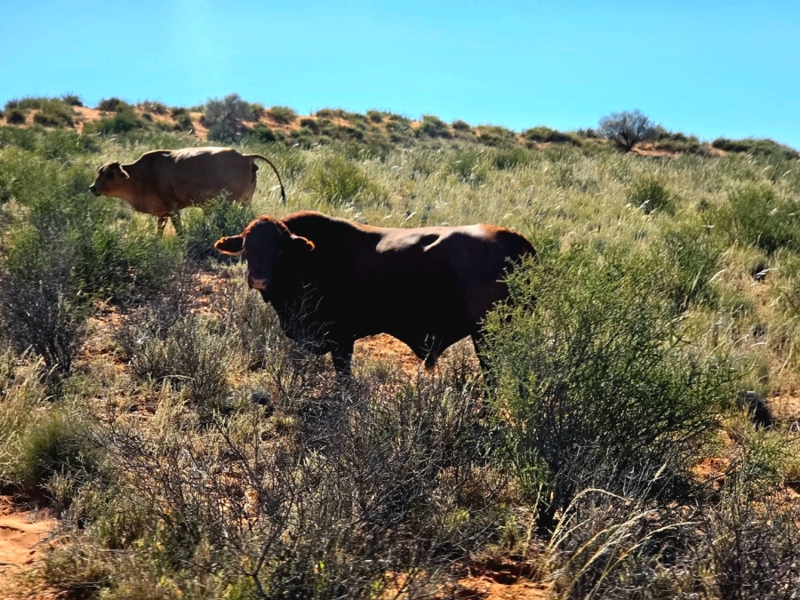 Commercial Property for Sale in Upington Rural Northern Cape
